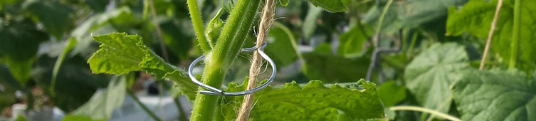 Tutoreo de plantas Tom system
