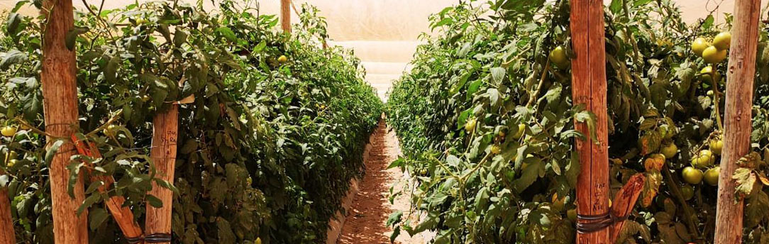 Entutorado de Tomate