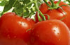 Tutoreo de pepino