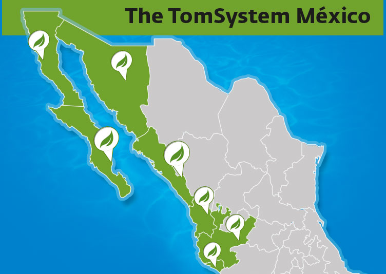 Entutoreo de tomate en México Tom system